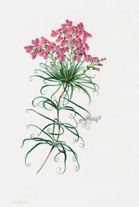 Joseph Paxton Antique Botanical Print 1834 Australian Flower - Panteek Antique Prints