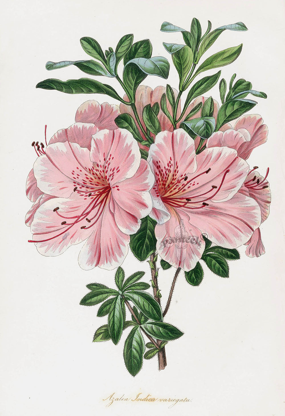 Joseph Paxton Antique Botanical Print 1834 Azalea