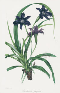 Joseph Paxton Antique Botanical Print 1834 Barbacenia - Panteek Antique Prints