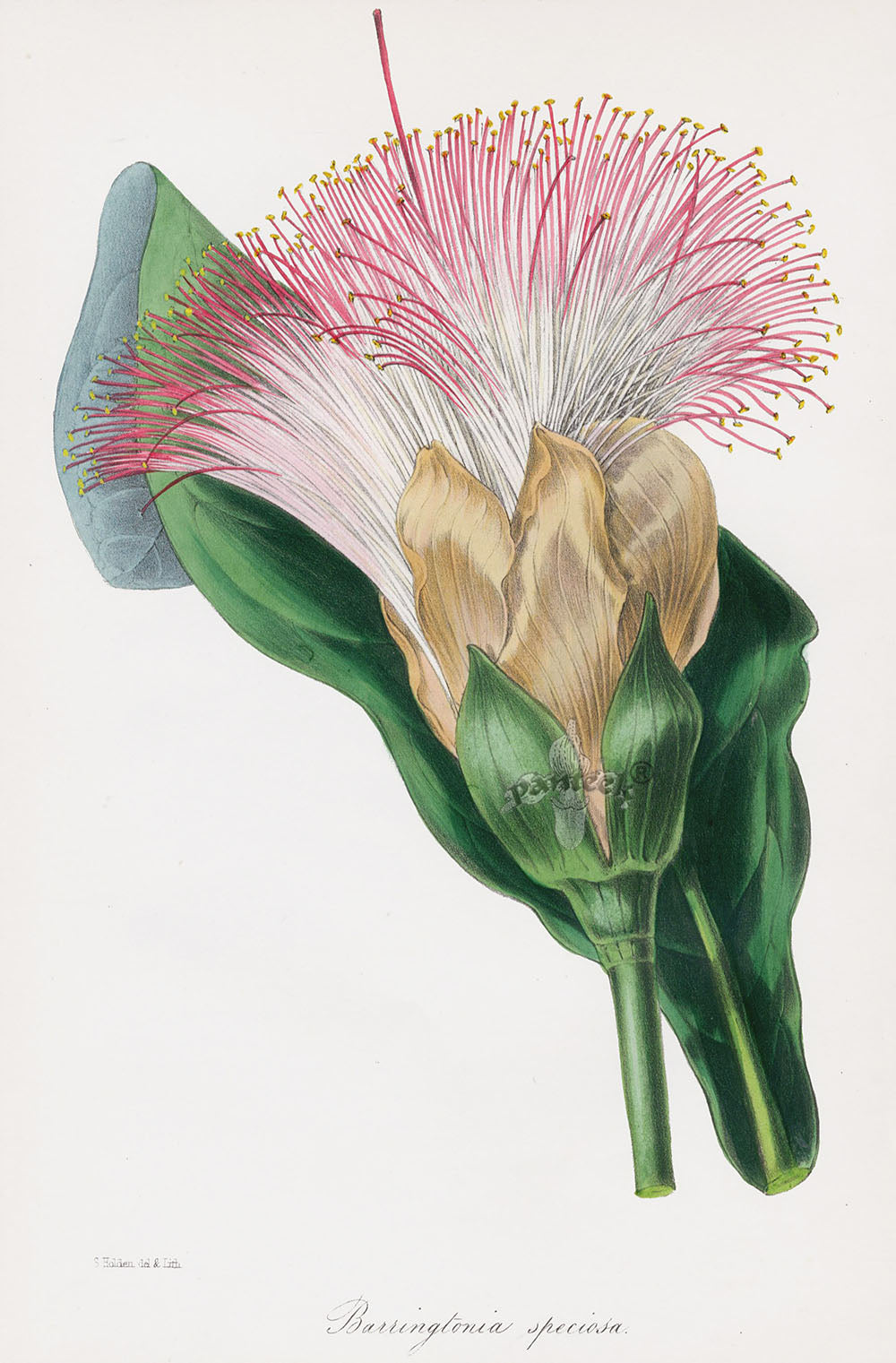 Joseph Paxton Antique Botanical Print 1834 Barringtonia