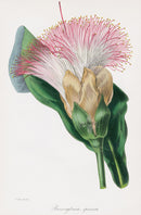 Joseph Paxton Antique Botanical Print 1834 Barringtonia - Panteek Antique Prints