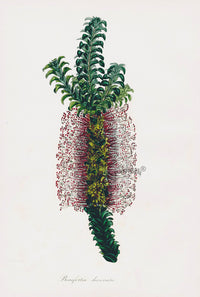 Joseph Paxton Antique Botanical Print 1834 Beaufortia - Panteek Antique Prints