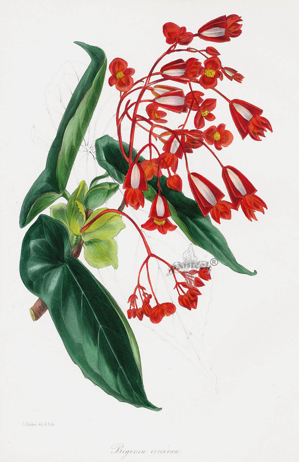 Joseph Paxton Antique Botanical Print 1834 Begonia coc.