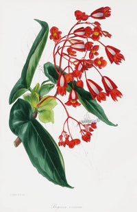 Joseph Paxton Antique Botanical Print 1834 Begonia coc. - Panteek Antique Prints