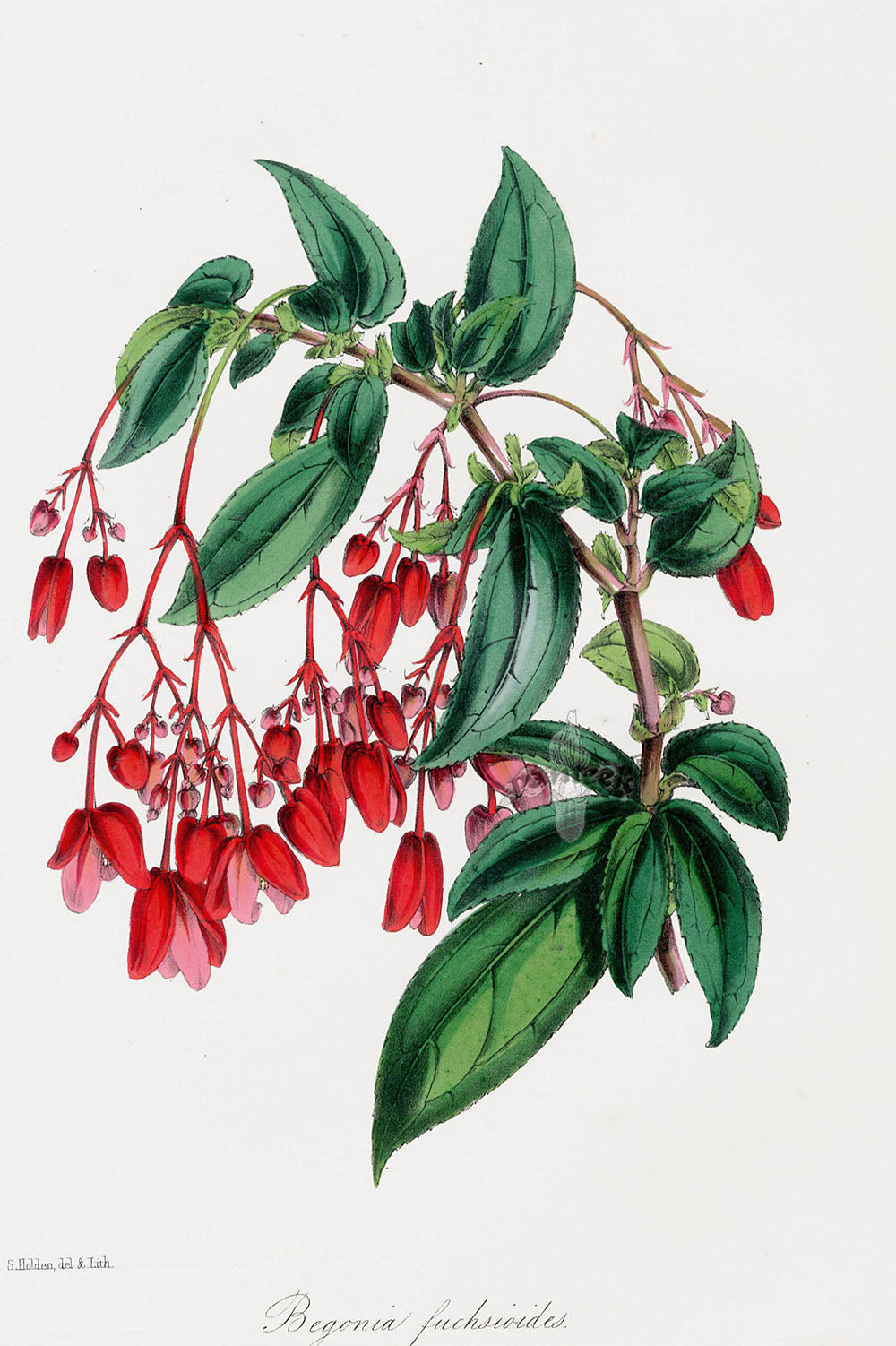 Joseph Paxton Antique Botanical Print 1834 Begonia fuc.