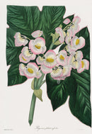 Joseph Paxton Antique Botanical Print 1834 Begonia pla. - Panteek Antique Prints
