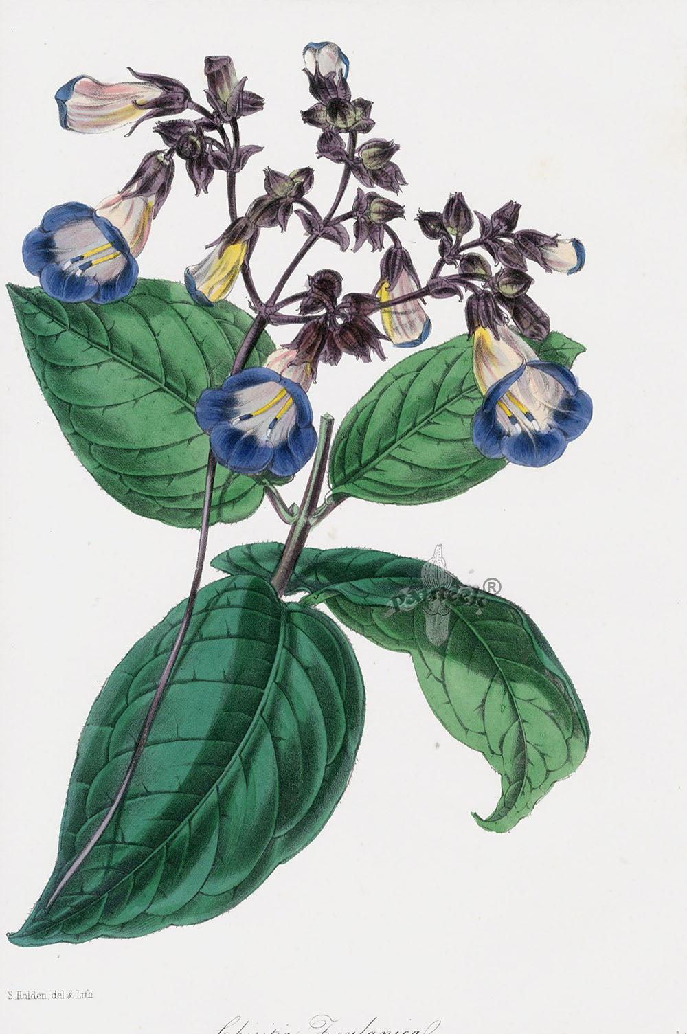Joseph Paxton Antique Botanical Print 1834 Blue Chirita