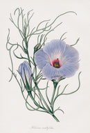 Joseph Paxton Antique Botanical Print 1834 Blue Hibiscus - Panteek Antique Prints