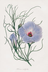 Joseph Paxton Antique Botanical Print 1834 Blue Hibiscus - Panteek Antique Prints