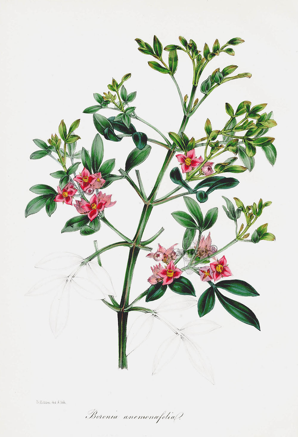 Joseph Paxton Antique Botanical Print 1834 Boronia