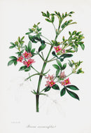 Joseph Paxton Antique Botanical Print 1834 Boronia - Panteek Antique Prints