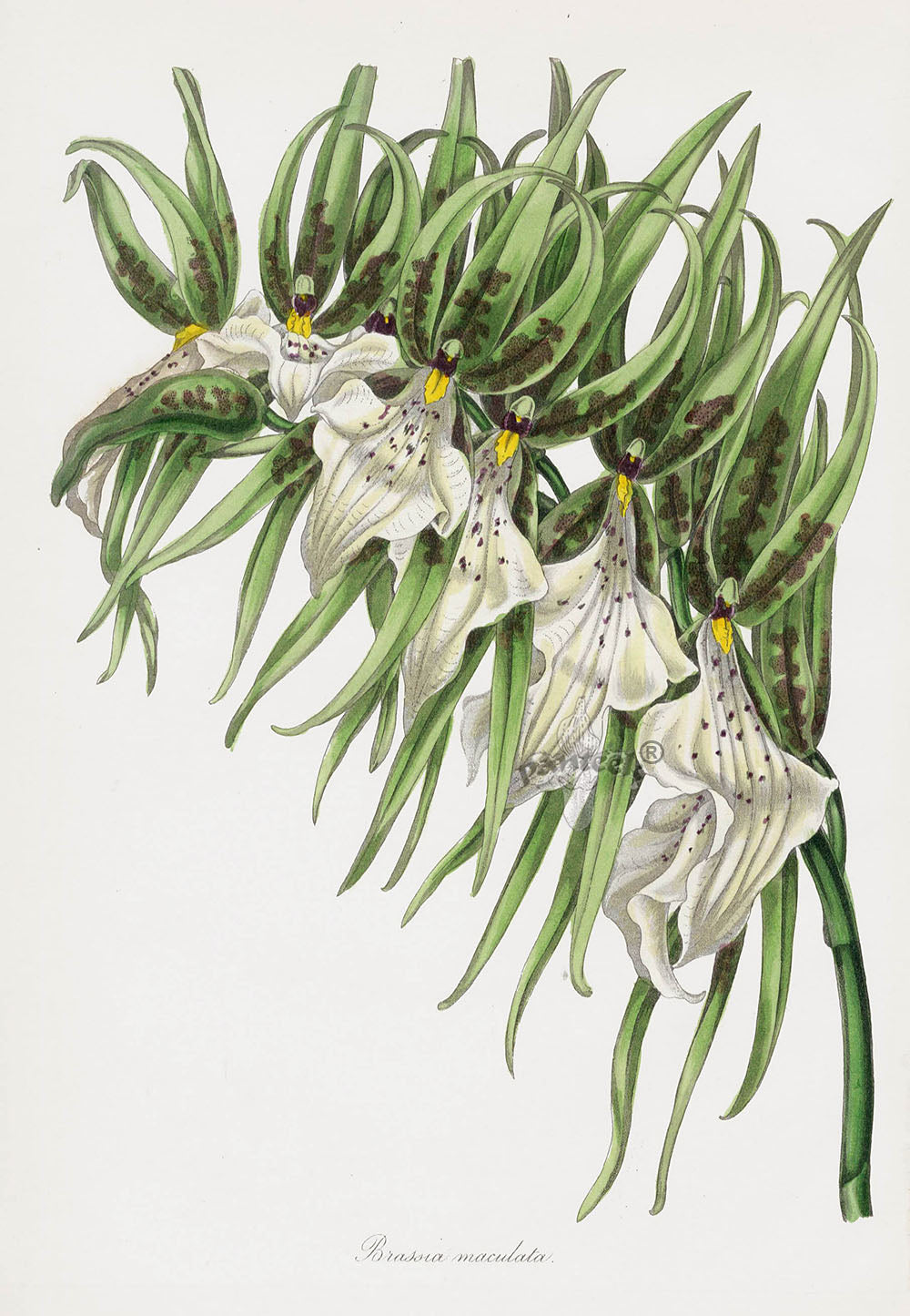 Joseph Paxton Antique Botanical Print 1834 Brassia Orchid