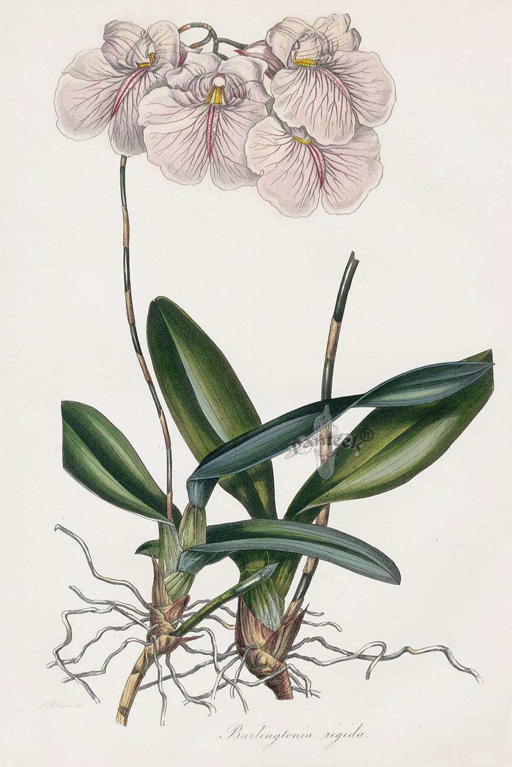 Joseph Paxton Antique Botanical Print 1834 Burlingtonia Orchid