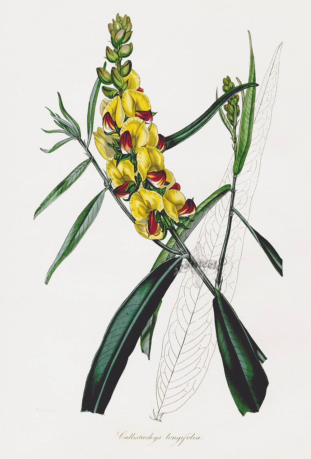 Joseph Paxton Antique Botanical Print 1834 Callistachys