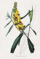 Joseph Paxton Antique Botanical Print 1834 Callistachys - Panteek Antique Prints
