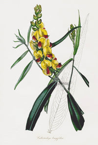 Joseph Paxton Antique Botanical Print 1834 Callistachys - Panteek Antique Prints