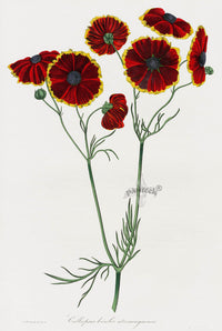 Joseph Paxton Antique Botanical Print 1834 Callopsis - Panteek Antique Prints