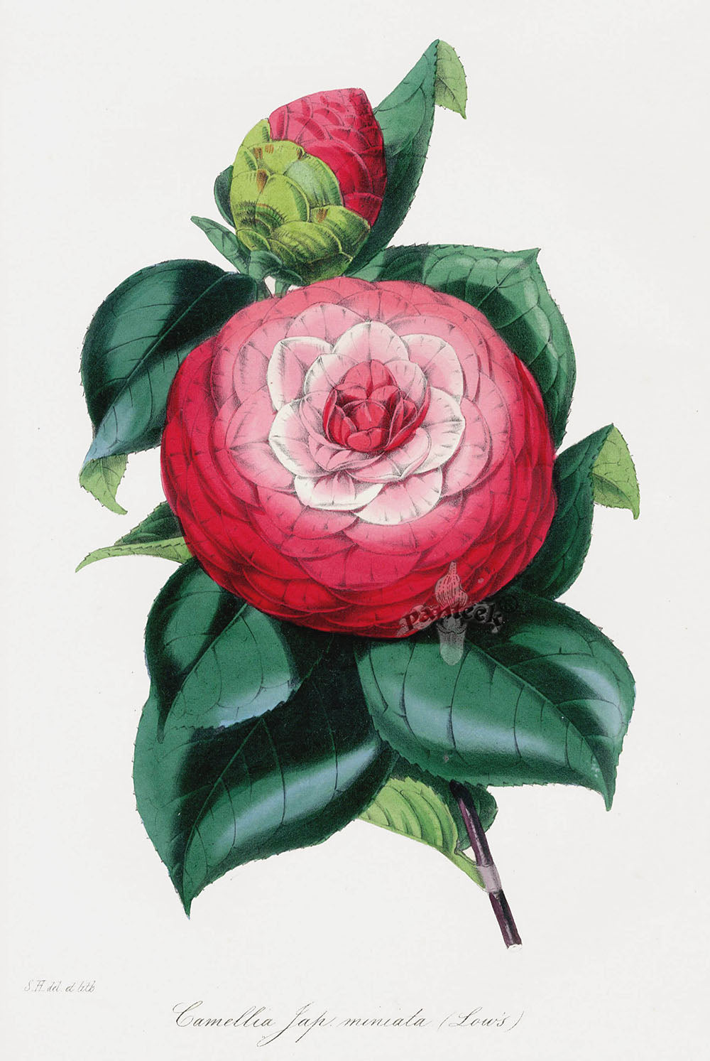 Joseph Paxton Antique Botanical Print 1834 Camellia jap.