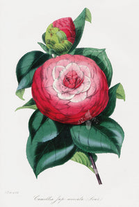 Joseph Paxton Antique Botanical Print 1834 Camellia jap. - Panteek Antique Prints