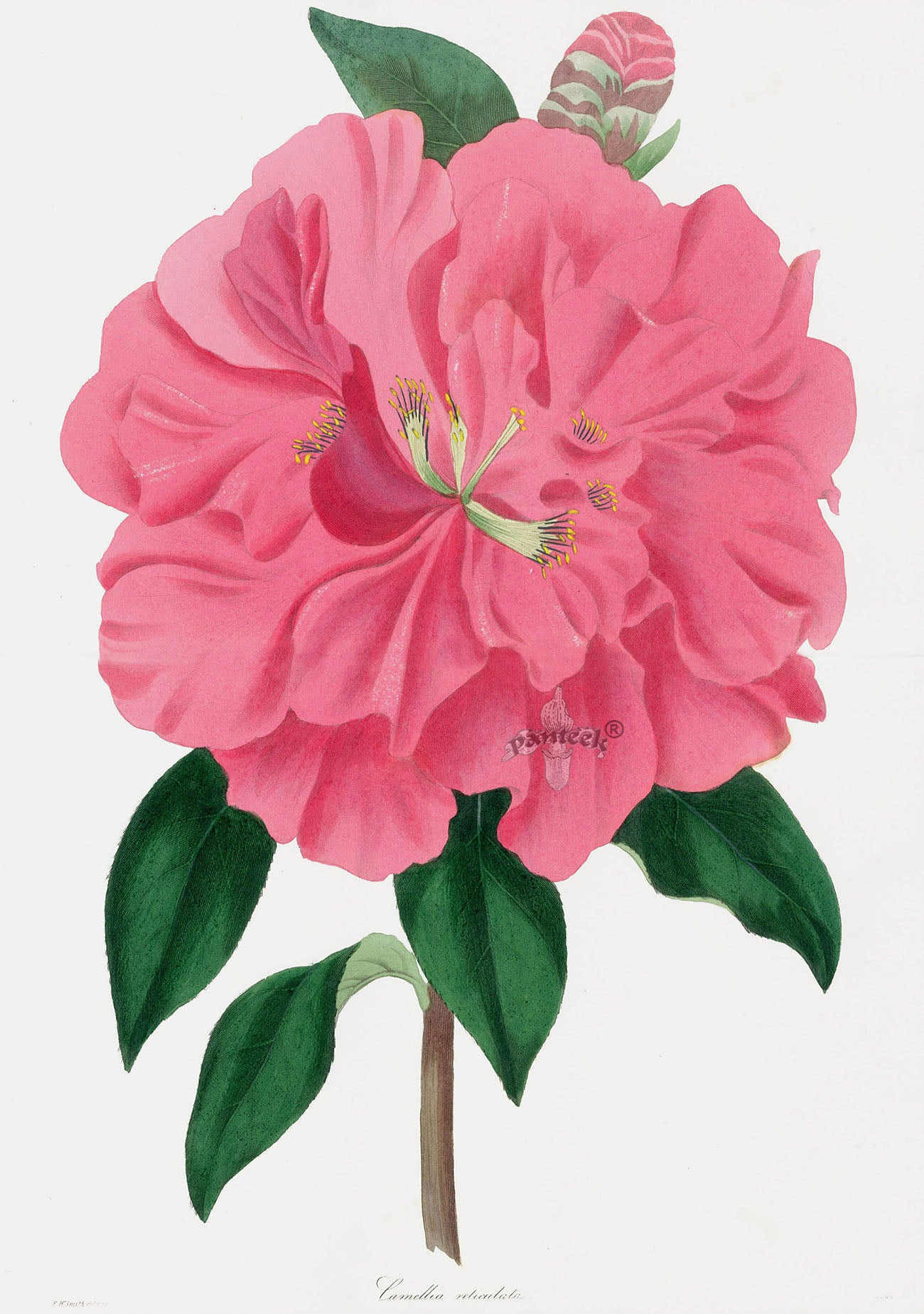 Joseph Paxton Antique Botanical Print 1834 Camellia ret.