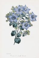 Joseph Paxton Antique Botanical Print 1834 Campanula - Panteek Antique Prints
