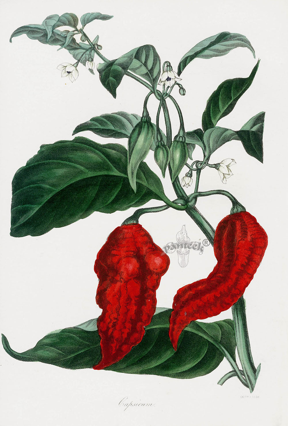 Joseph Paxton Antique Botanical Print 1834 Capsicum Pepper