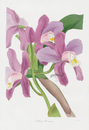 Joseph Paxton Antique Botanical Print 1834 Cattleya Orchid - Panteek Antique Prints