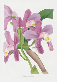 Joseph Paxton Antique Botanical Print 1834 Cattleya Orchid - Panteek Antique Prints