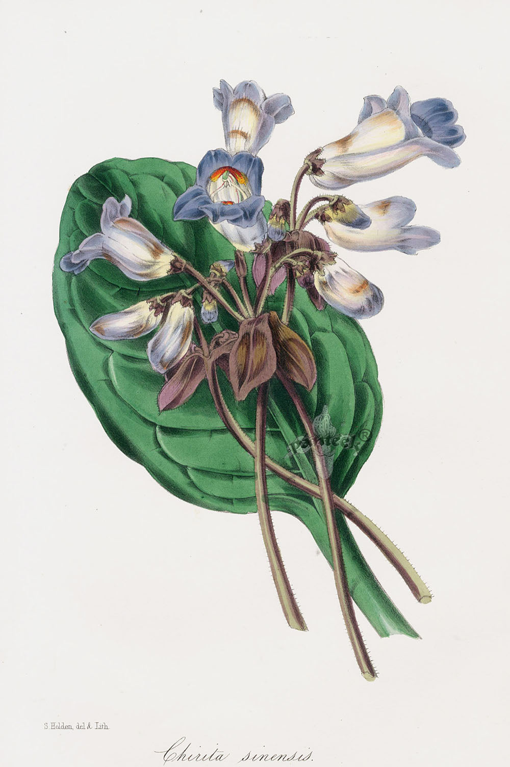 Joseph Paxton Antique Botanical Print 1834 Chirita