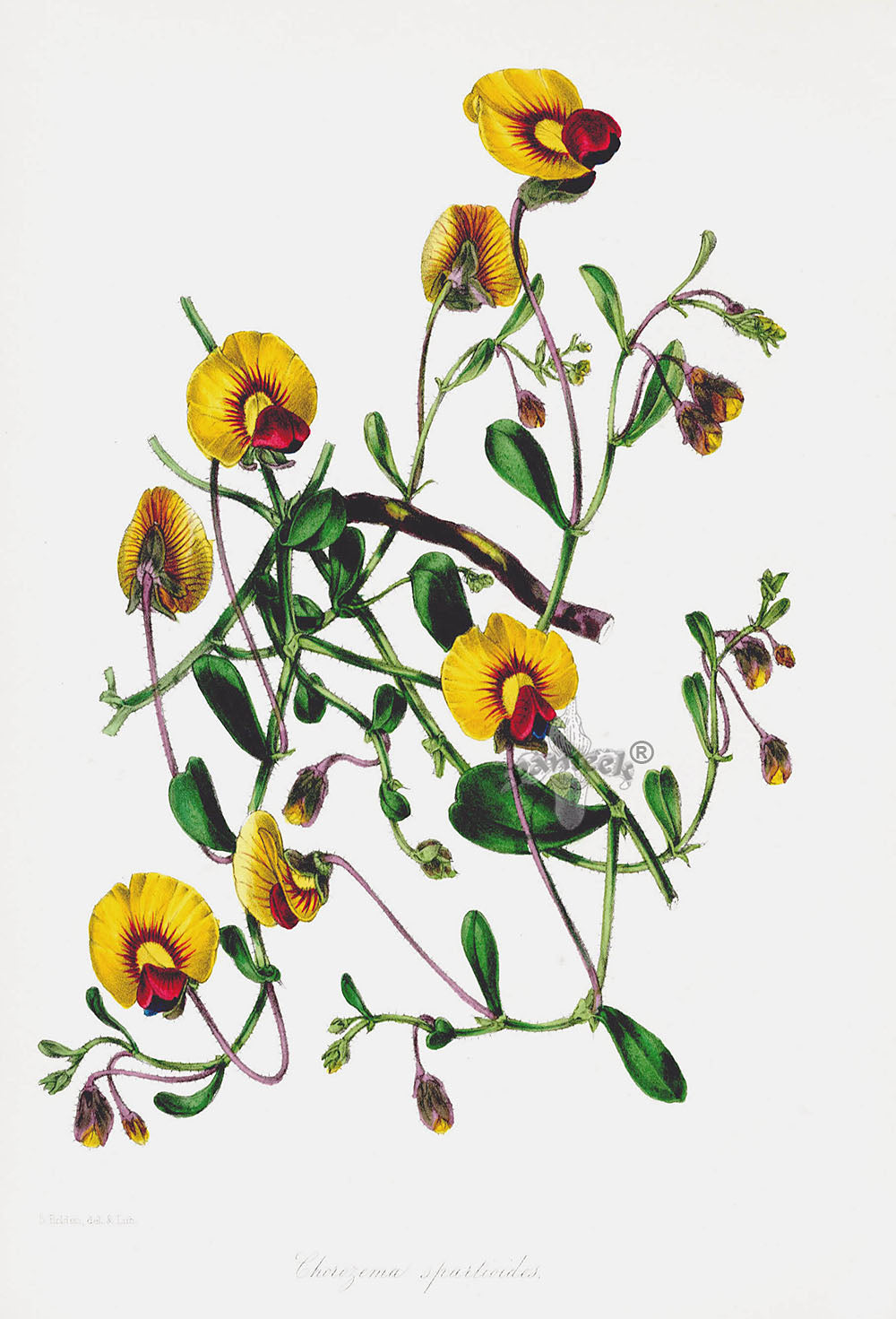 Joseph Paxton Antique Botanical Print 1834 Chorozema