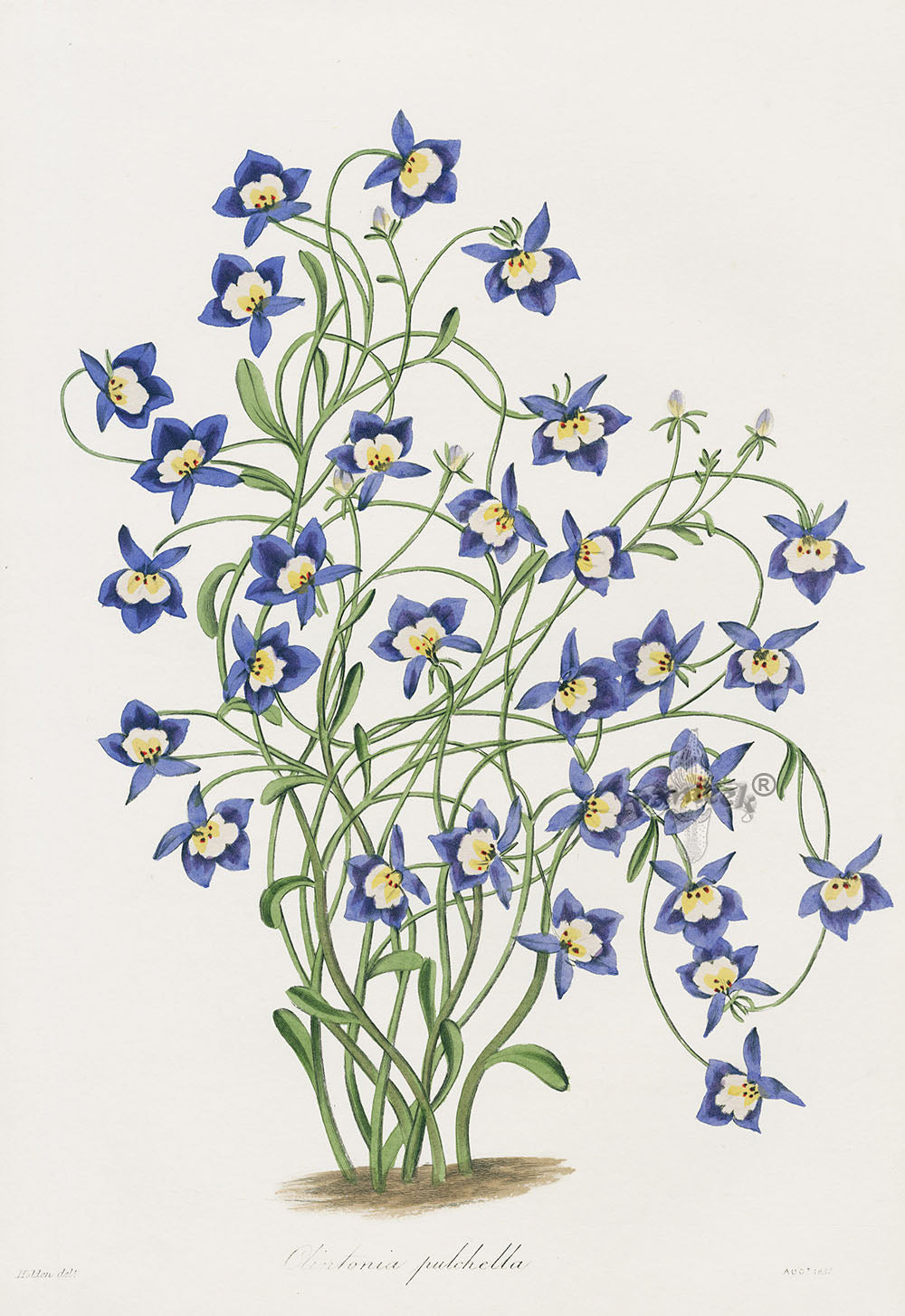 Joseph Paxton Antique Botanical Print 1834 Clintonia