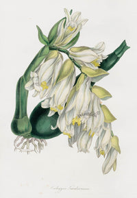 Joseph Paxton Antique Botanical Print 1834 Coelogyne Orchid - Panteek Antique Prints