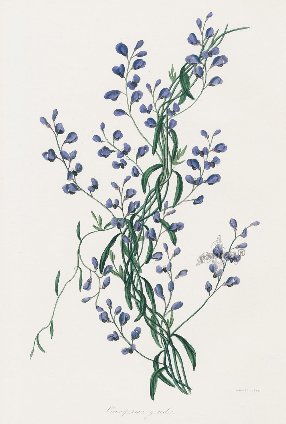 Joseph Paxton Antique Botanical Print 1834 Comosperma