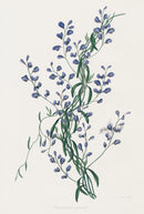 Joseph Paxton Antique Botanical Print 1834 Comosperma - Panteek Antique Prints