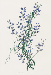 Joseph Paxton Antique Botanical Print 1834 Comosperma - Panteek Antique Prints