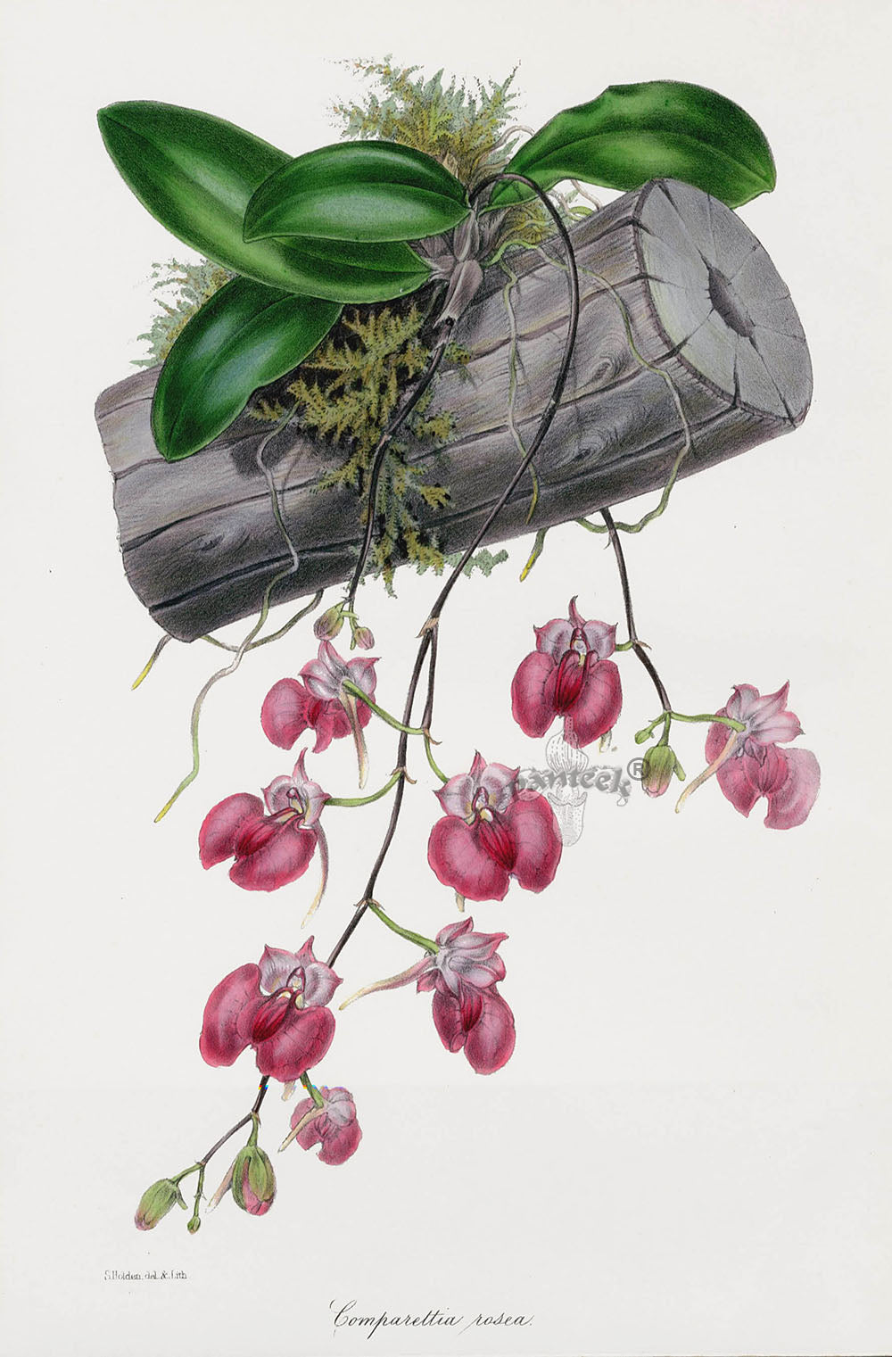 Joseph Paxton Antique Botanical Print 1834 Comparettia Orchid