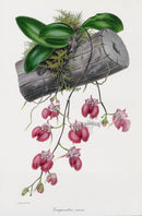 Joseph Paxton Antique Botanical Print 1834 Comparettia Orchid - Panteek Antique Prints
