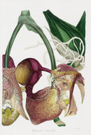 Joseph Paxton Antique Botanical Print 1834 Coryanthus Orchid - Panteek Antique Prints