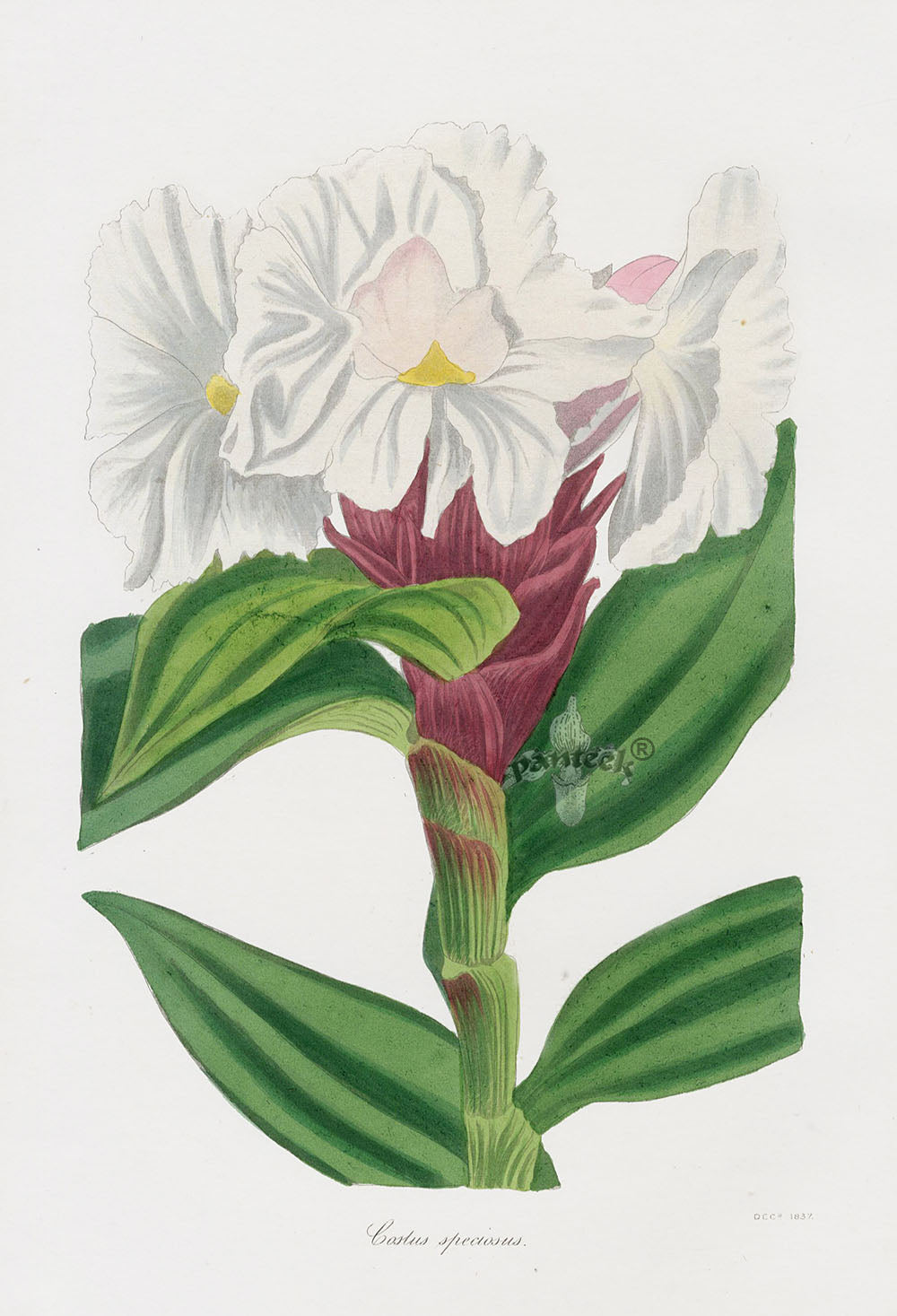 Joseph Paxton Antique Botanical Print 1834 Costus