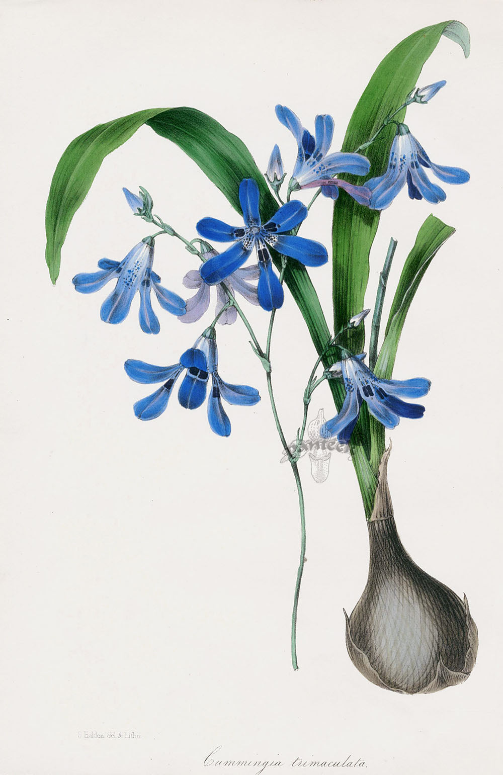 Joseph Paxton Antique Botanical Print 1834 Cummingia