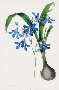 Joseph Paxton Antique Botanical Print 1834 Cummingia - Panteek Antique Prints