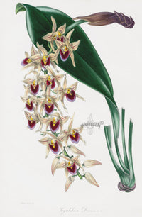 Joseph Paxton Antique Botanical Print 1834 Cymbidium Orchid - Panteek Antique Prints