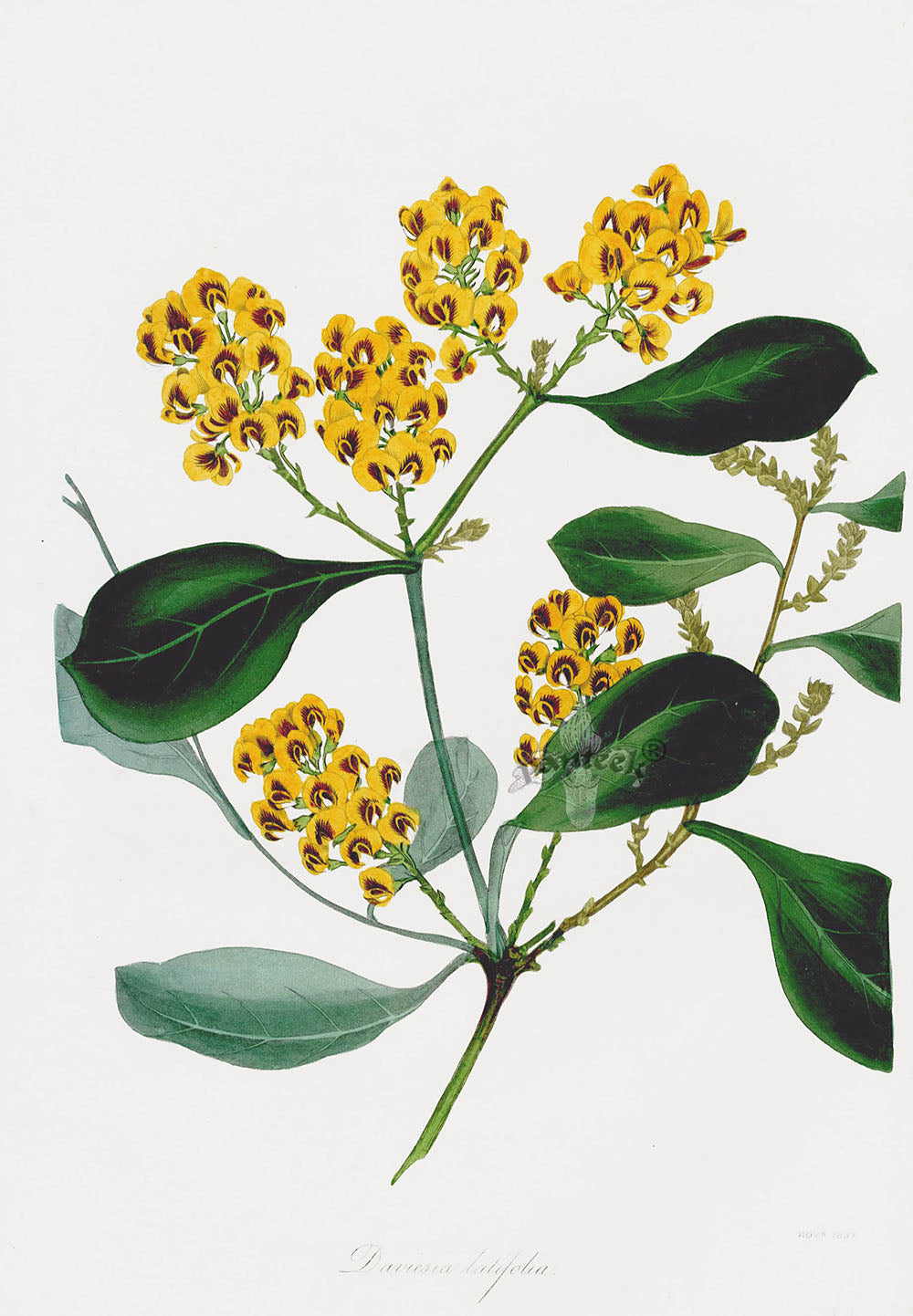 Joseph Paxton Antique Botanical Print 1834 Daviesia