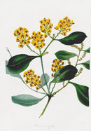Joseph Paxton Antique Botanical Print 1834 Daviesia - Panteek Antique Prints