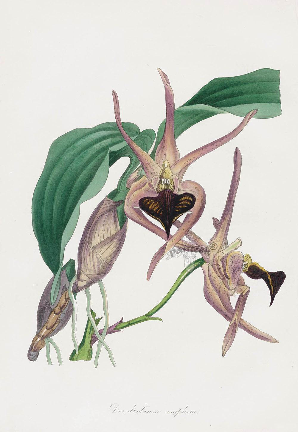 Joseph Paxton Antique Botanical Print 1834 Dendrobium amp