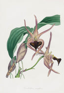 Joseph Paxton Antique Botanical Print 1834 Dendrobium amp - Panteek Antique Prints