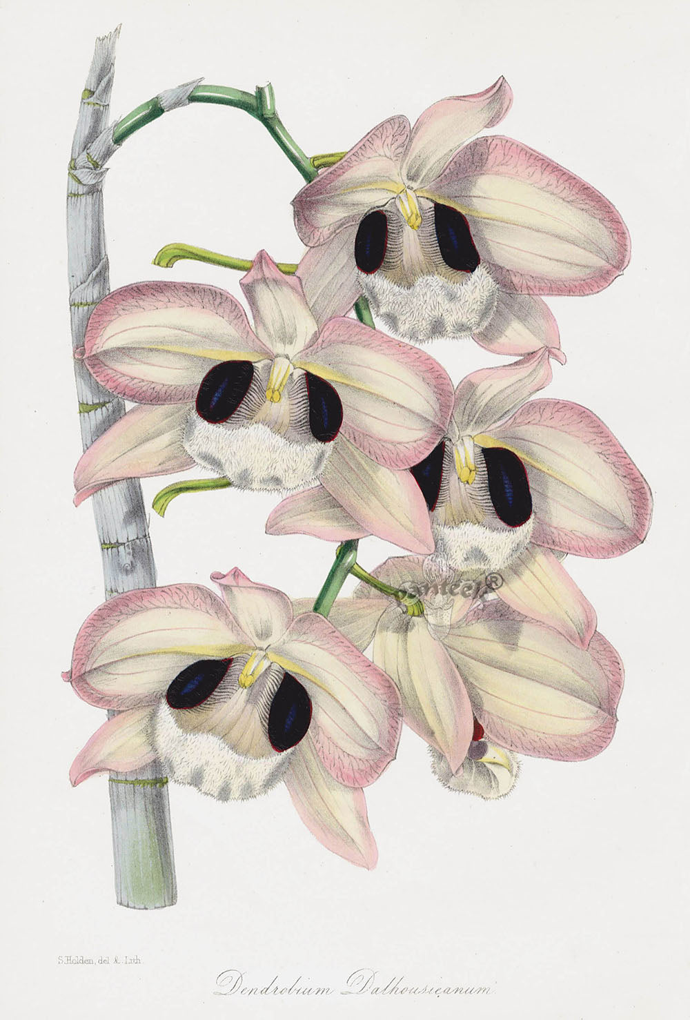 Joseph Paxton Antique Botanical Print 1834 Dendrobium dal