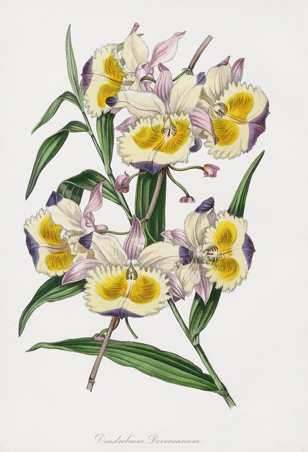 Joseph Paxton Antique Botanical Print 1834 Dendrobium dev