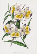 Joseph Paxton Antique Botanical Print 1834 Dendrobium dev - Panteek Antique Prints