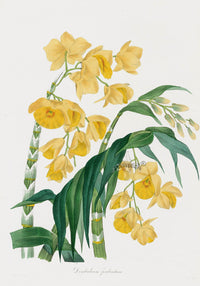 Joseph Paxton Antique Botanical Print 1834 Dendrobium fim - Panteek Antique Prints